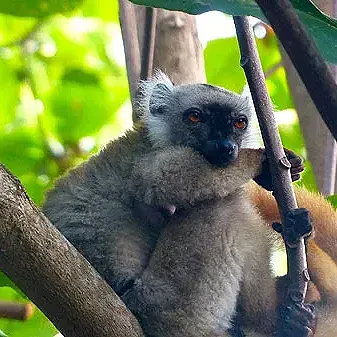 Lémurien gris aux yeux rouges accroché à une branche en forêt luxuriante
